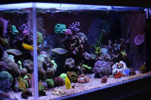 Saltwater aquarium set up is influenced by your look or style preference