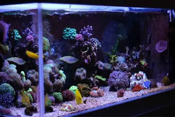 Saltwater Aquarium Blog: how to build a better fish & coral reef tank