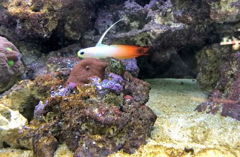 firefish goby in reef tank with mushroom and war corals