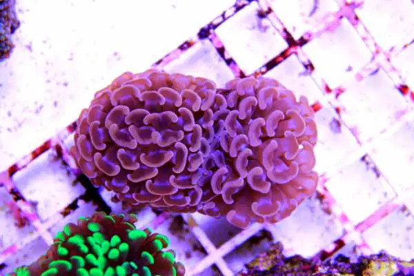 purple hammer coral