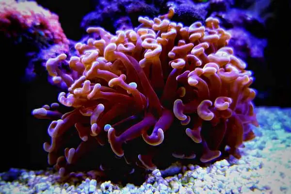 hammer coral colony