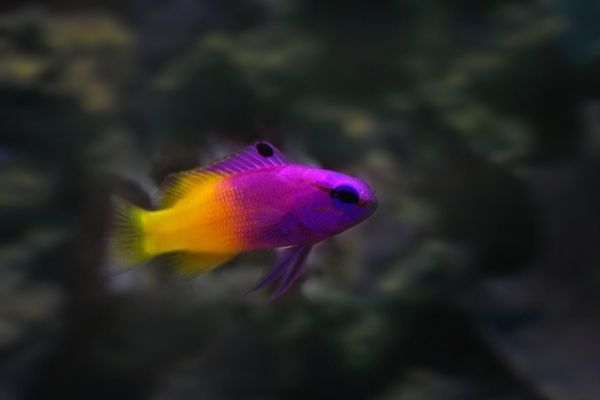 Royal gramma basslet with blurred background