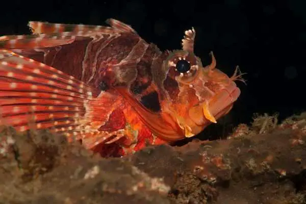 Dwarf Lionfish Care Guide: Dendrochirus spp. - Saltwater Aquarium Blog