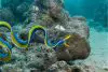 ribbon eel swimming