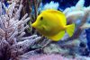 Yellow tangs are reef-safe