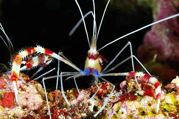 close up image of a coral banded shrimp which is a cleaner