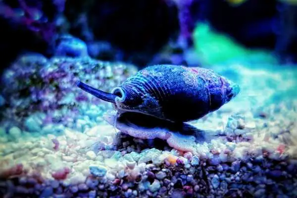 Nassarius snail on sand in reef tank moving left