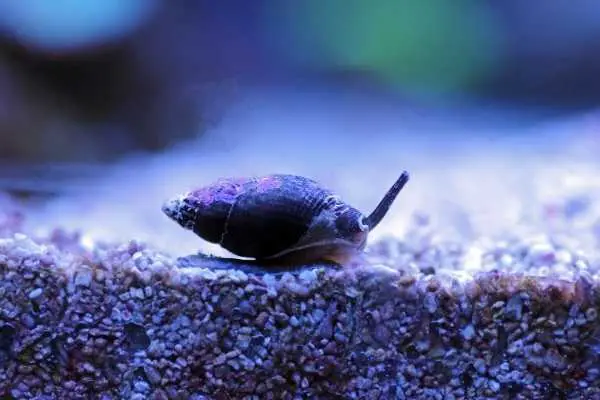 Nassarius snail in saltwater tank moving right