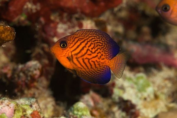 21 Best algae-eating saltwater fish for a reef tank