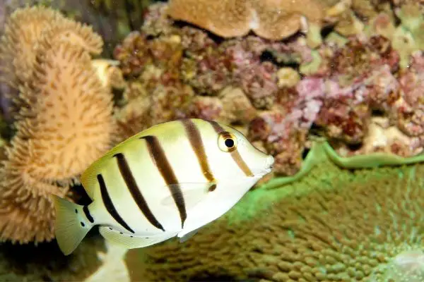 Convict tang with toadstool coral in background