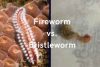 Fireworm vs. bristle worm