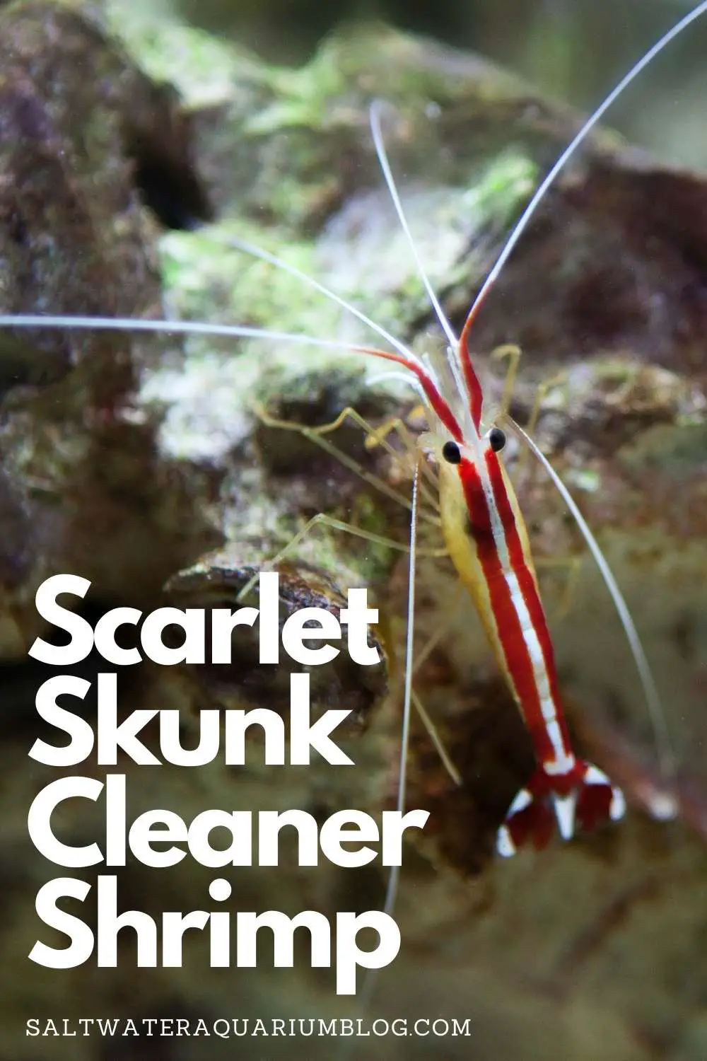 scarlet skunk cleaner shrimp large image for pinterest