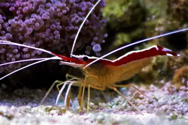 scarlet skunk cleaner shrimp