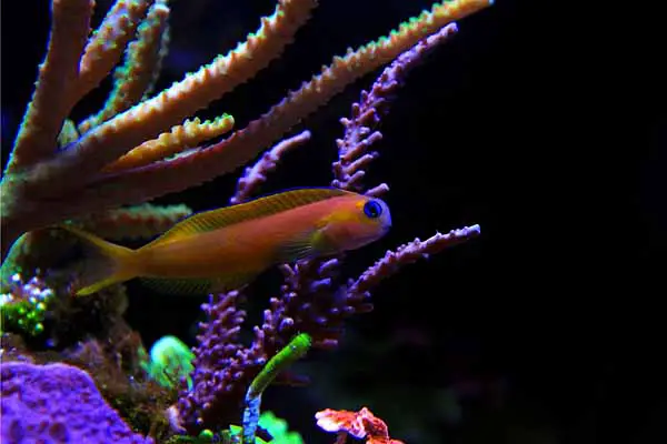 Midas blenny in a reef tank with SPS coral in background