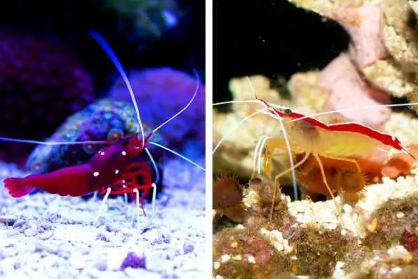 Fire shrimp vs. skunk cleaner shrimp