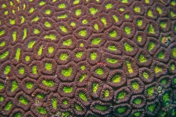 close up showing distinct walls around each corallite