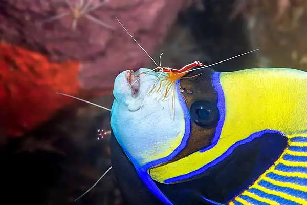Skunk cleaner shrimp cleaning parasites off an angelfish