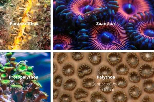 4 genera of zoanthid button polyps