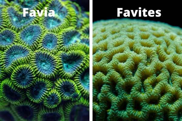 Favia vs. Favites