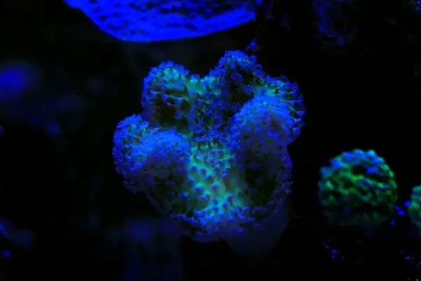 Green toadstool coral
