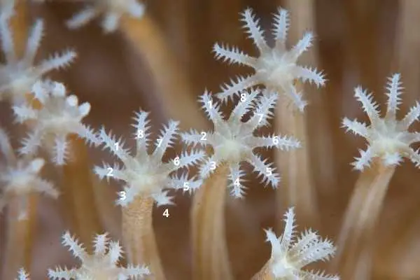 True soft corals are octocorrillians with 8 tentacles on each polyp