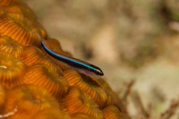 Small neon goby on an orange coral