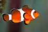 False percula clownfish profile image