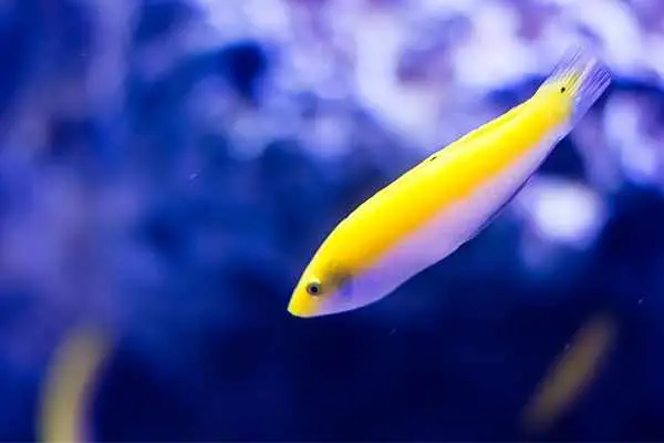 Adult Yellow Wrasse