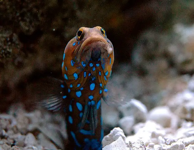 Blue-spotted jawfish