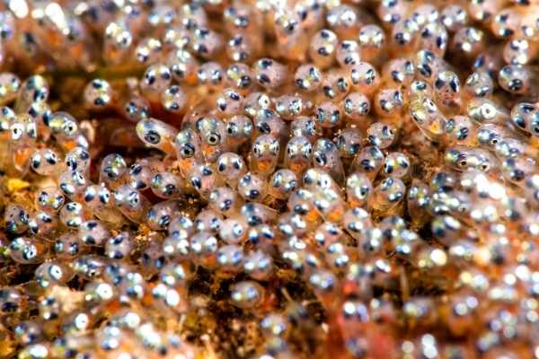 clownfish eggs ready to hatch
