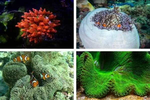 4 Ocellaris Clownfish hosting anemones