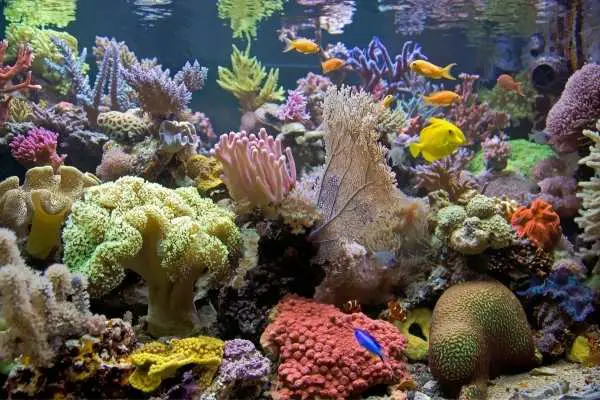 Reef aquarium with sea fan