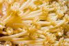 Gorgeous Gonipora: Flower Pot Coral Care Guide