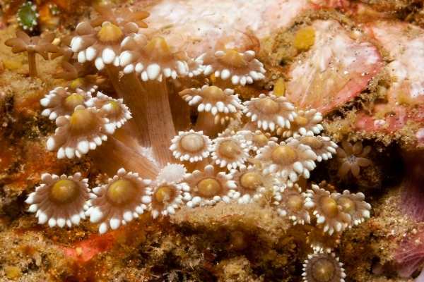 Awesome flower pot coral polyps on live rock