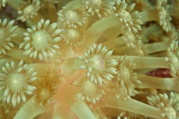 Daisy coral close up