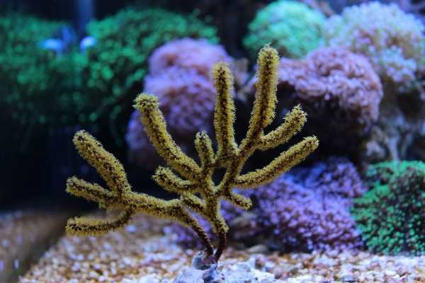 awesome colony of gorgonia in a reef tank aquarium