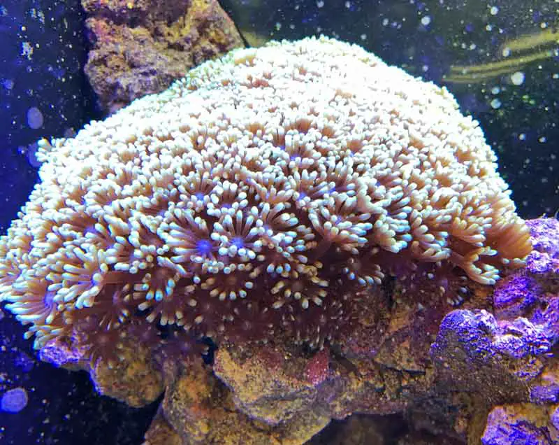 gonipora flower pot coral in a reef tank