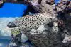 Panther grouper