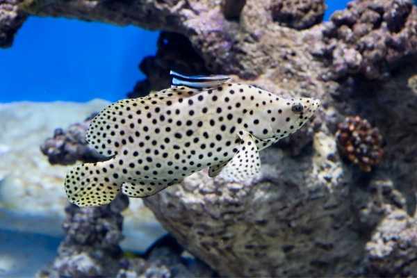 Panther grouper