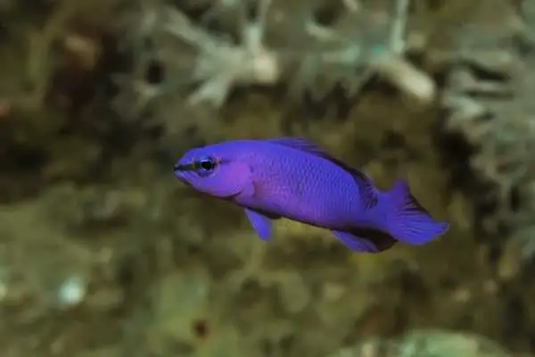Orchid dottyback
