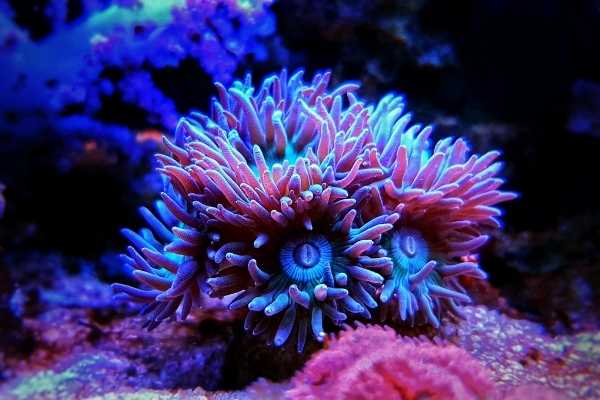 LPS coral type