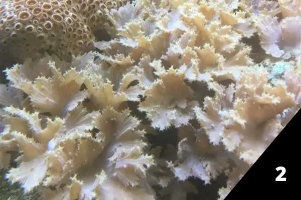 Cabbage leather corals can grow in low light