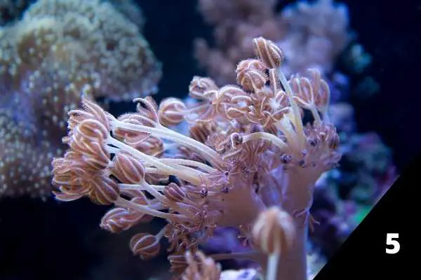 Pulsing xenia is a popular low light coral