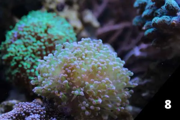 This frogspawn coral will do well in the lower regions of the tank