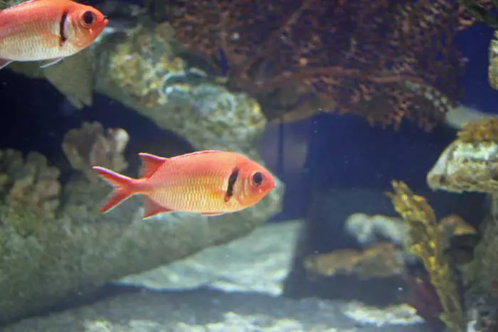 Big eye soldierfish in community reef tank