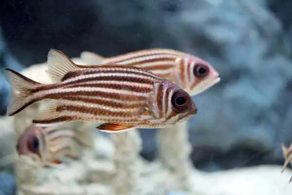 Pair of soldierfish
