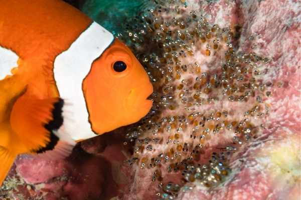 What Do Clownfish Eggs Look Like 