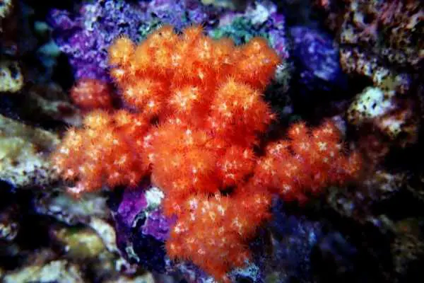 Some corals benefit from dosing phytoplankton