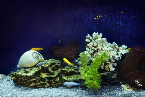 Quarantine tanks work for all additions to saltwater aquariums