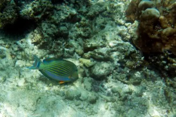Clown tang foraging on live rock